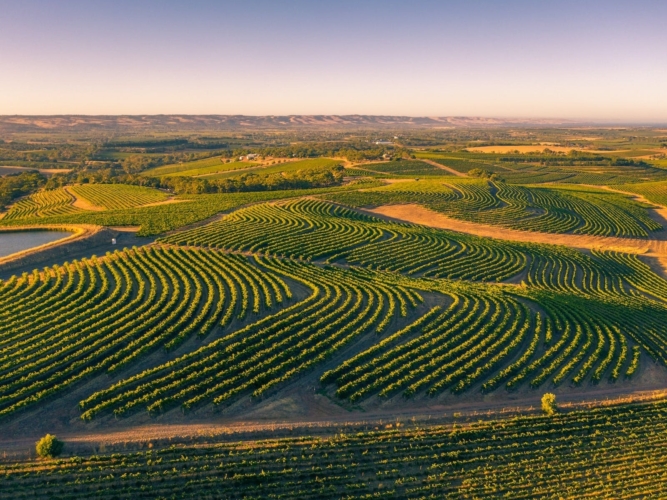 Aerial View of McLaren Vale Wine Region